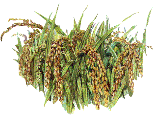 gh_rice.gif (29049 bytes)